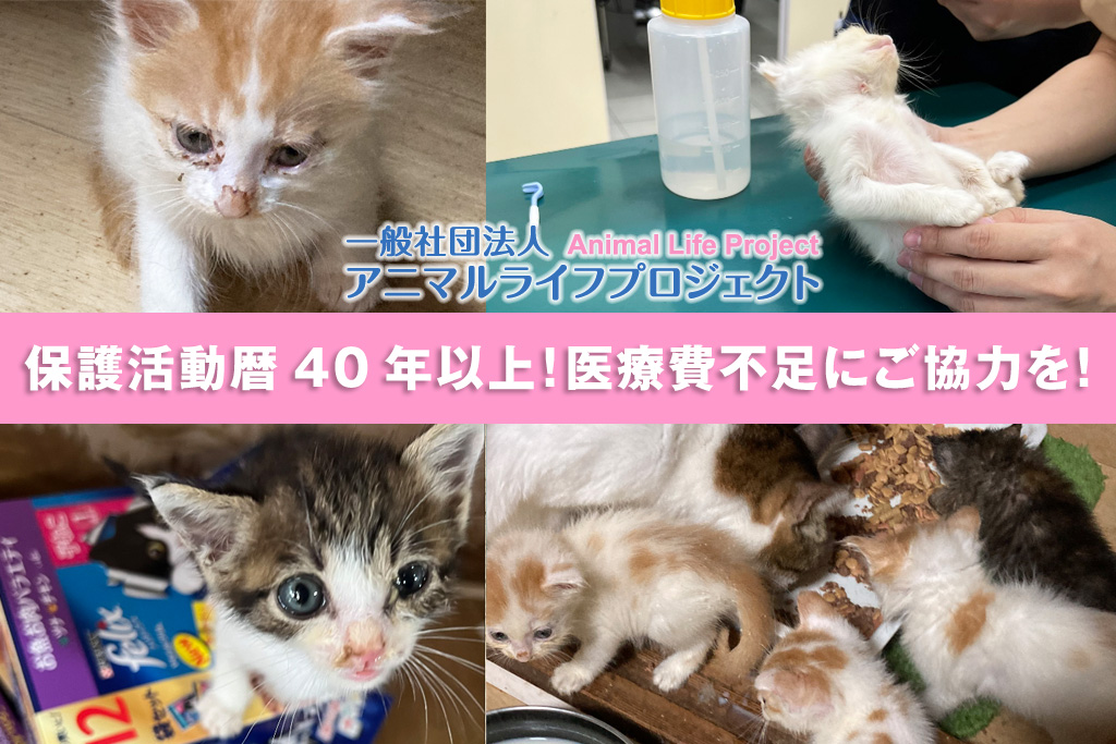 アニマルライフプロジェクトのクラウドファンディング