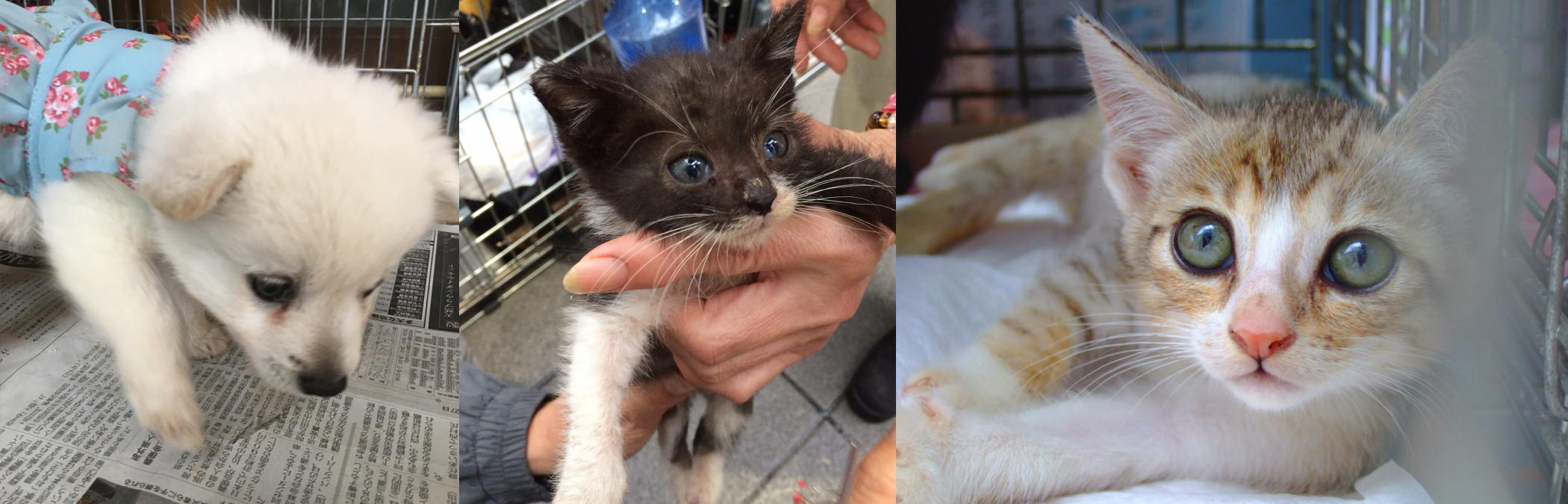 アニマルライフプロジェクトが保護している動物