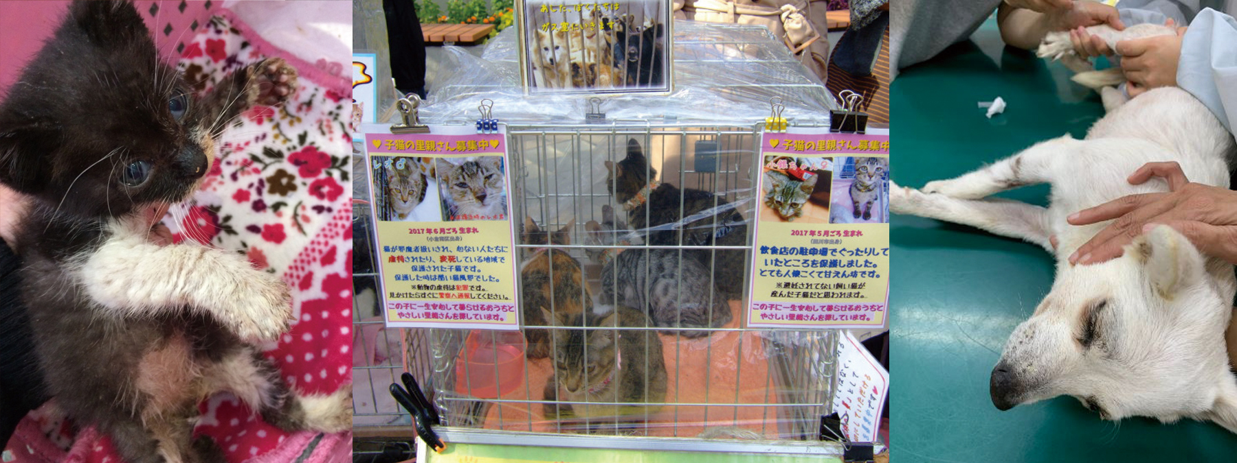 アニマルライフプロジェクトが保護している動物